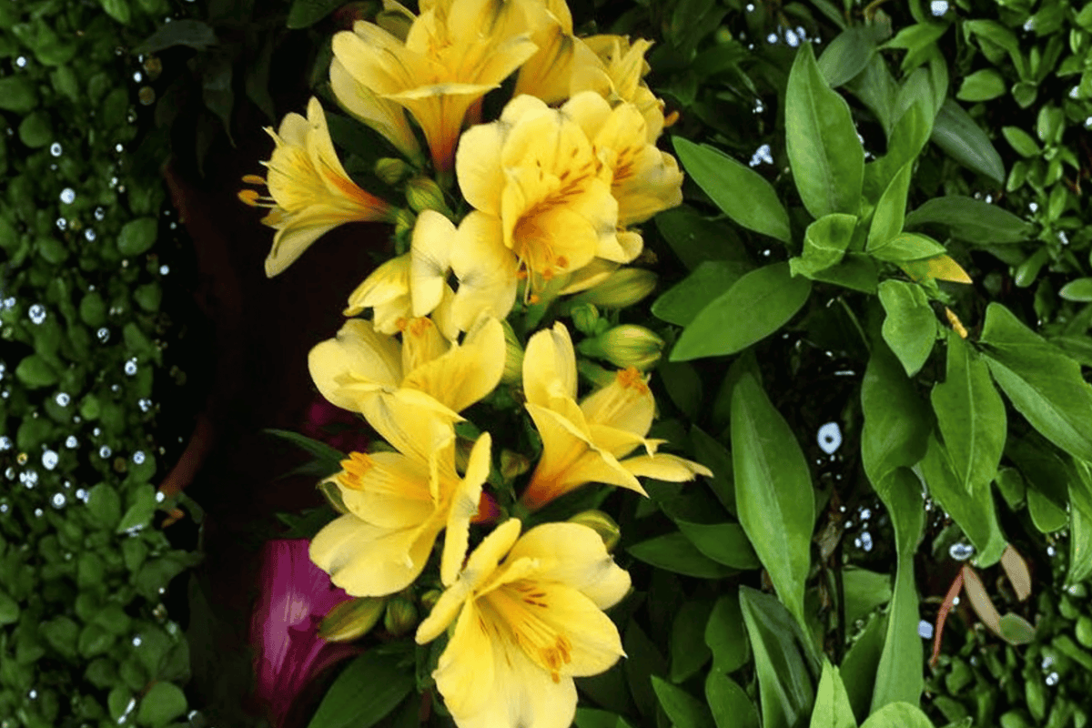 Princess Lisa Princess Lily Alstroemeria (1 Gallon) - Yellow Flowers, 1 Live Plant