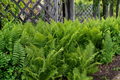 Ostrich Fern Bare Roots - 3 Matteuccia struthiopteris Fiddlehead Ferns for Shade Gardens