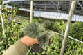 Alocasia Nebula Imperialis Starter Plants (2) - 2" Pots