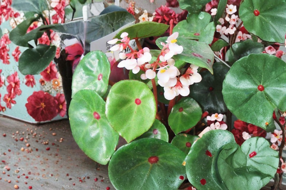 Begonia conchifolia 'Ruby Red' - Live Potted Plant