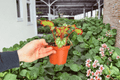 Harmony’s Reign of Fire Begonia - 2 Live Plants in 4-inch Pots (Exact Plants Shipped)