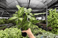 Dieffenbachia Compacta - 2 Live Plants in 4-Inch Pots (Exact Plants pictured)
