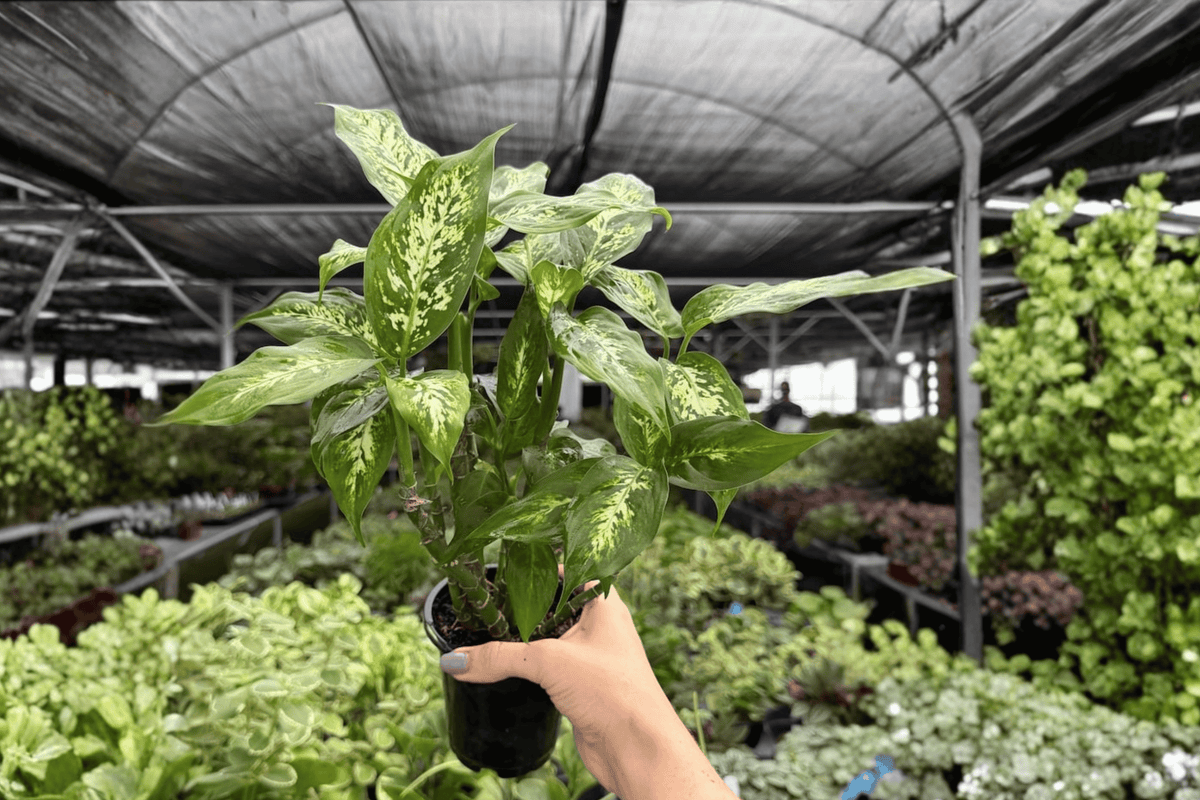 Dieffenbachia Compacta - 2 Live Plants in 4-Inch Pots (Exact Plants pictured)