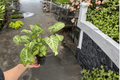 Syngonium Glo Go podophyllum Bare Root Live Plants - 4-Inch Pot Size (2 Plants)