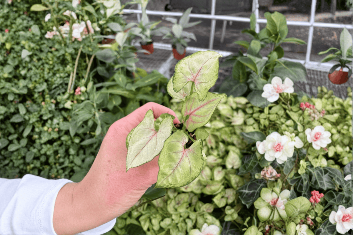 Syngonium Bright Allusion Starter Plants – 2 Live Starter Plants in 2" Pots