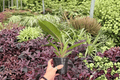 Philodendron Pluto “Choco Empress” - 2 Bare Root 4-Inch Live Plants