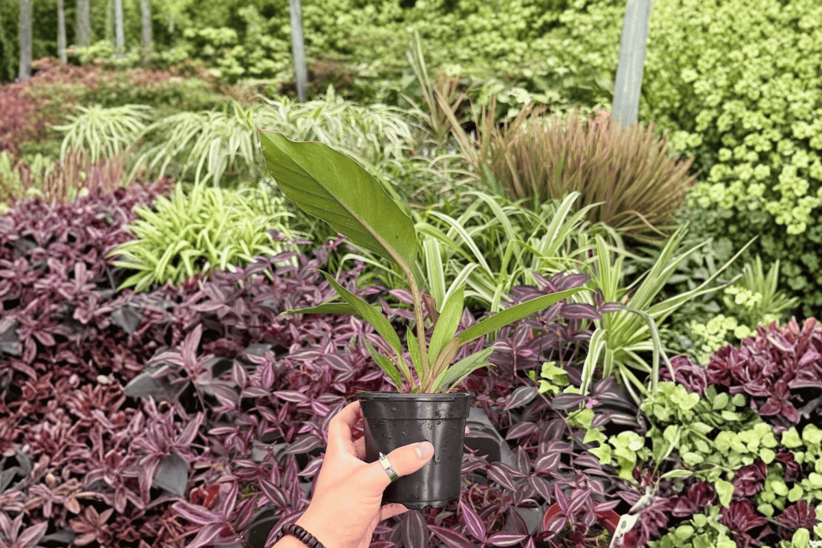 Philodendron Pluto “Choco Empress” - 2 Bare Root 4-Inch Live Plants