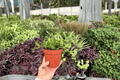 Hoya bilobata - 2 Live Plants in 4-Inch Pots (Exact Plants)