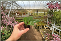 Hoya pottsii Starter Plants (2) Bare Root with Soil Pod