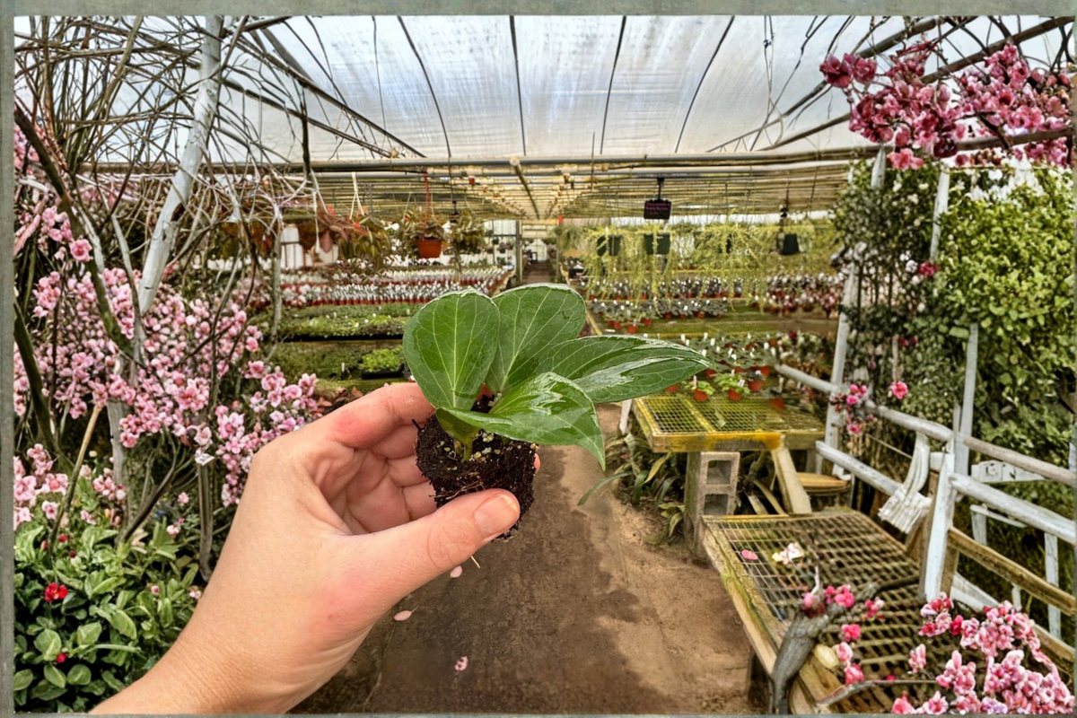 Hoya pottsii Starter Plants (2) Bare Root with Soil Pod