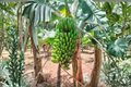 Dwarf Cavendish Banana Live Plant – Musa acuminata 'Dwarf Cavendish' | 3–8 inches in 2-inch Pot