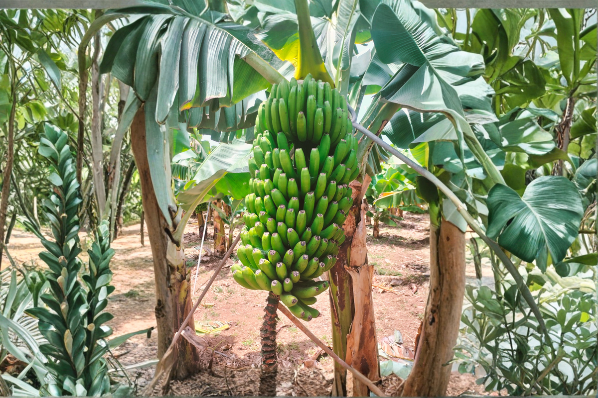 Dwarf Cavendish Banana Live Plant – Musa acuminata 'Dwarf Cavendish' | 3–8 inches in 2-inch Pot