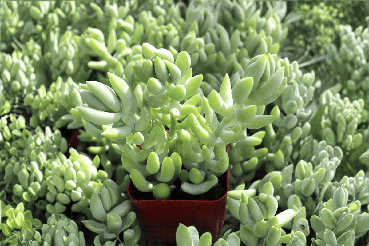 Burro’s Tail Sedum morganianum - 1 Live Plant in 4-Inch Pot