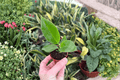 Philodendron Thai Congo - 2 Live Starter Plants (2-Inch Pot) - Philodendron 'Thai Congo'