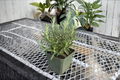 Rosemary Live Plant - 4 Inch Pot | Culinary Herb, Evergreen Perennial