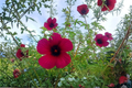 Cranberry Hibiscus Live Starter Plant (Hibiscus acetosella) – 8–10 Inches, Ships Without Pot