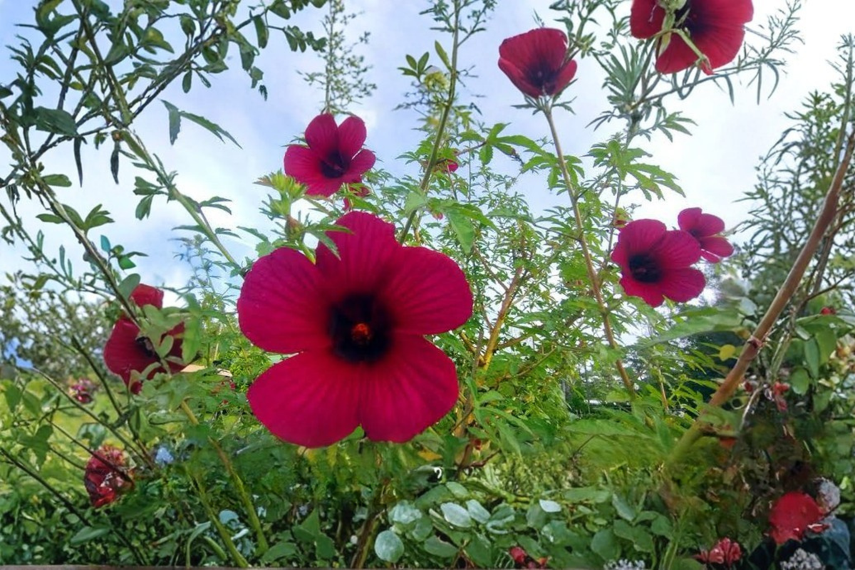 Cranberry Hibiscus Live Starter Plant (Hibiscus acetosella) – 8–10 Inches, Ships Without Pot