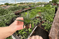 Haworthia herbacea Starter Plants - 2 Live Haworthia herbacea Succulents