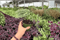 Anthurium Dressleri x Dorayaki - 2 Exact Live Plants in 4-Inch Pots