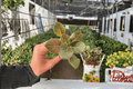 Wrangler’s Spanish Cavalier African Violet Starter Plants (Streptocarpus ionanthus) — 2 Live Plants