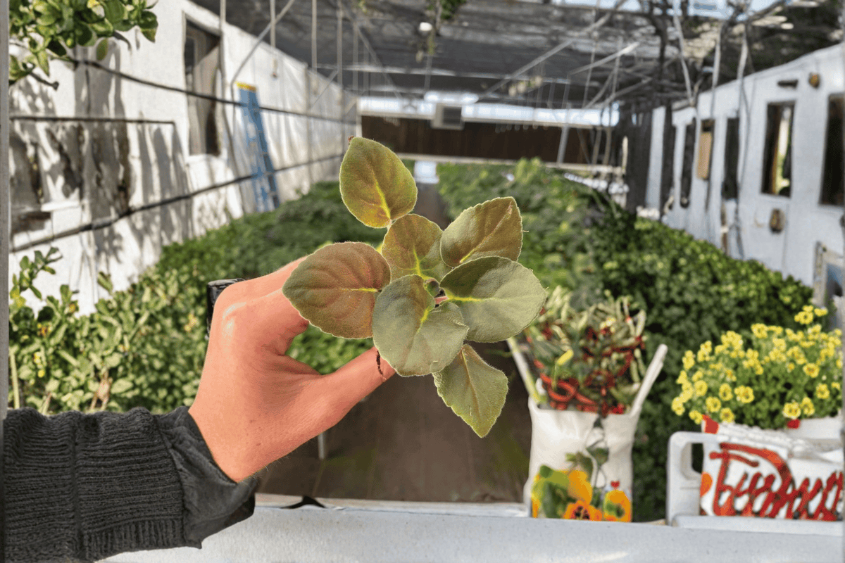 Wrangler’s Spanish Cavalier African Violet Starter Plants (Streptocarpus ionanthus) — 2 Live Plants