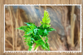 Autumn Fern Dryopteris erythrosora - Live Plant, Unrooted Cutting, Indoor/Outdoor