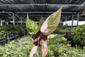 Philodendron Pink Naomi - 2 Live Plants (Exact Specimens) 4" Pot