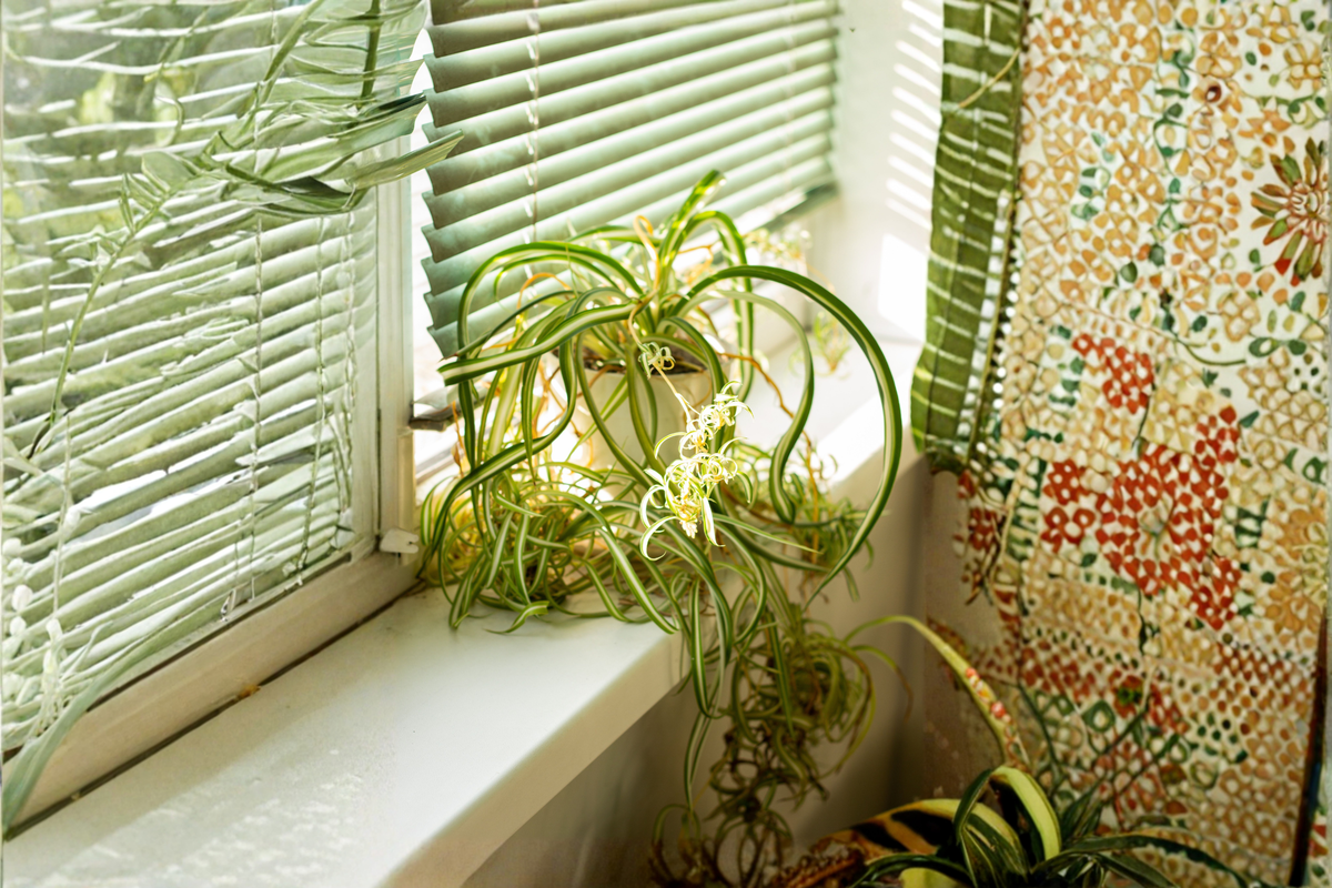Bonnie Curly Spider Plant - Live Plant in 2-Inch Pot (Chlorophytum comosum 'Bonnie')