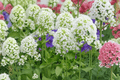 White Jupiter’s Beard Centranthus ruber ‘Albus’ - 4-Inch Live Plant