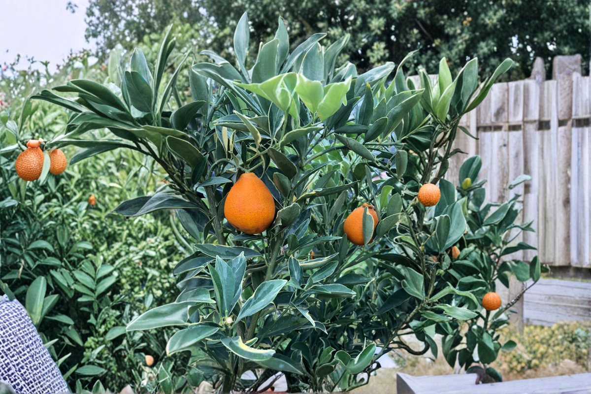 Centennial Variegated Kumquat - 5 Gallon Grafted Citrus Live Plant
