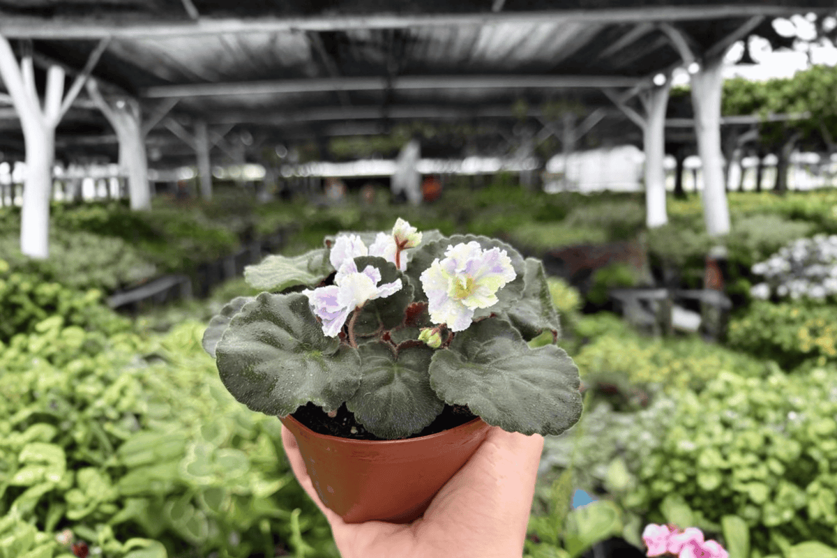 Harmony’s Cotton Candy African Violet - 2 Exact Live Plants, 4-Inch (Bare Root)