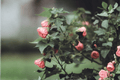 Kristin’s Pink Flowering Maple Abutilon ‘Kristin’s Pink’ - 1 Gallon Live Plant