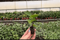 Rum Runner Hibiscus Starter Plants (2) Hibiscus rosa-sinensis Rum Runner Bare Root