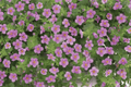 Scopia Gulliver Pink Bacopa - 1 Live Plant in 4-Inch Pot (Sutera cordata 'Scopia Gulliver Pink')