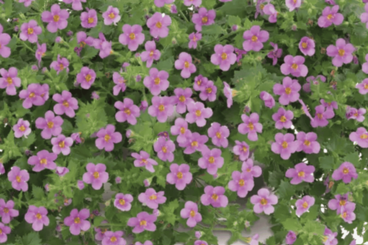 Scopia Gulliver Pink Bacopa - 1 Live Plant in 4-Inch Pot (Sutera cordata 'Scopia Gulliver Pink')