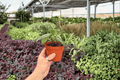 Peperomia maculosa - 2 Live Plants in 4-Inch Pots (Shipped Potted)
