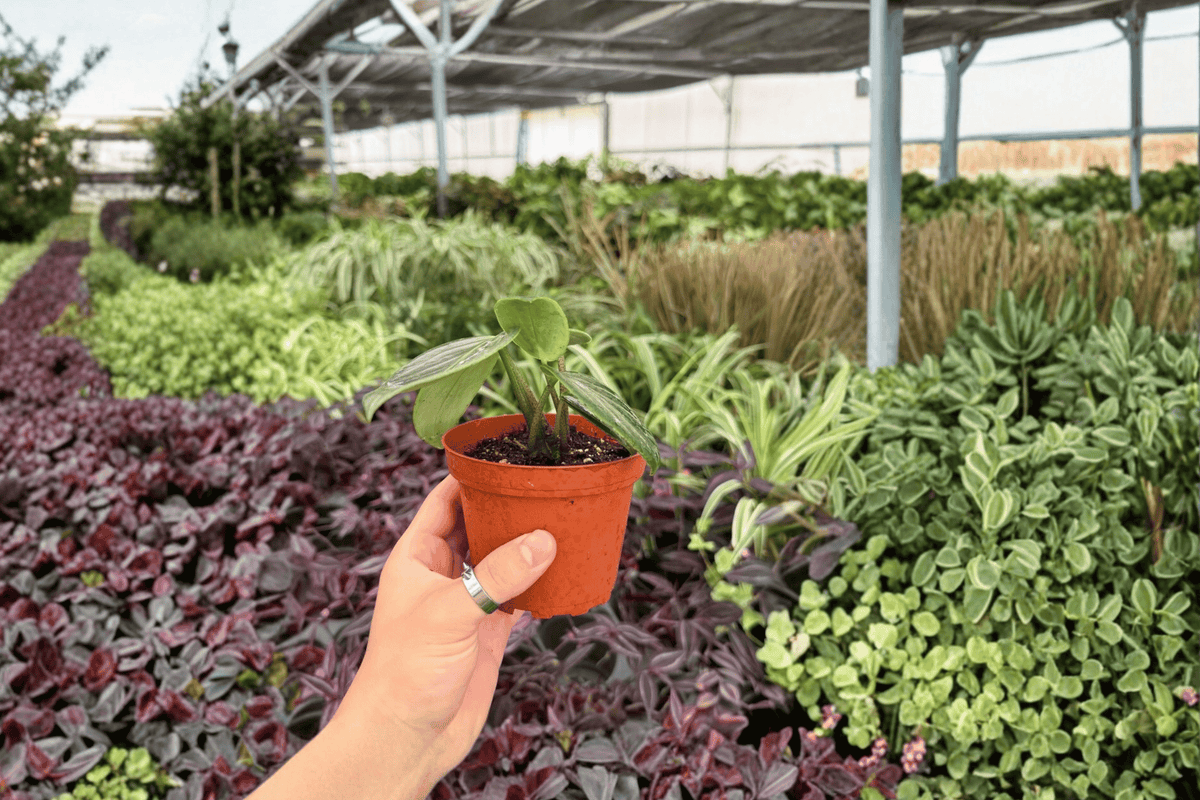 Peperomia maculosa - 2 Live Plants in 4-Inch Pots (Shipped Potted)