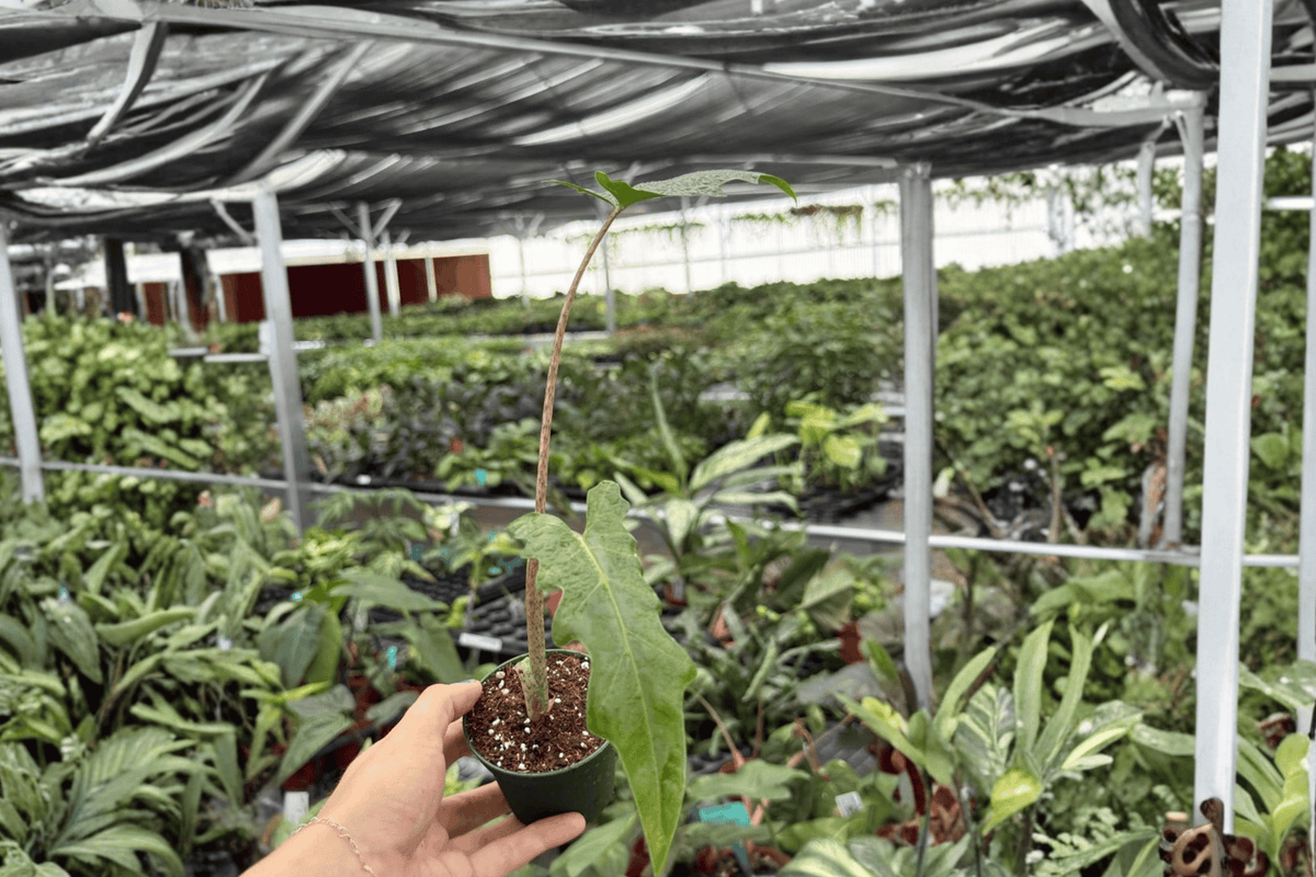 Alocasia Boa Starter Plants – 2 live bare-root Alocasia Boa starter plants