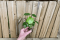 Monstera Deliciosa Seed-Grown Starter Plants (Swiss Cheese Plant) - 2 Bare Root Starter Plants