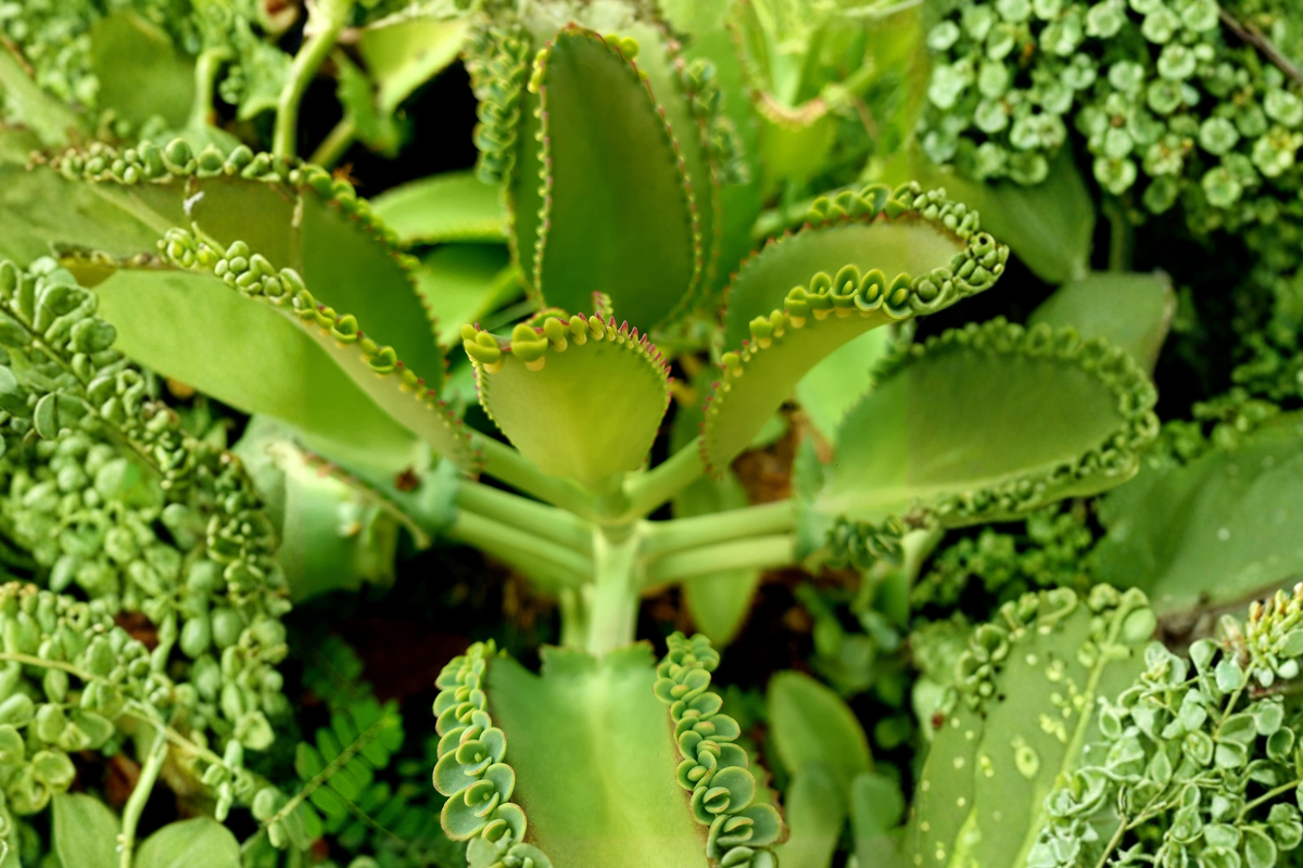 Leaf of Life Kalanchoe pinnata Live Plant in 4-Inch Pot