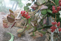 Hoya burtoniae Live Plant - 4-Inch Pot, Rooted Trailing Wax Plant