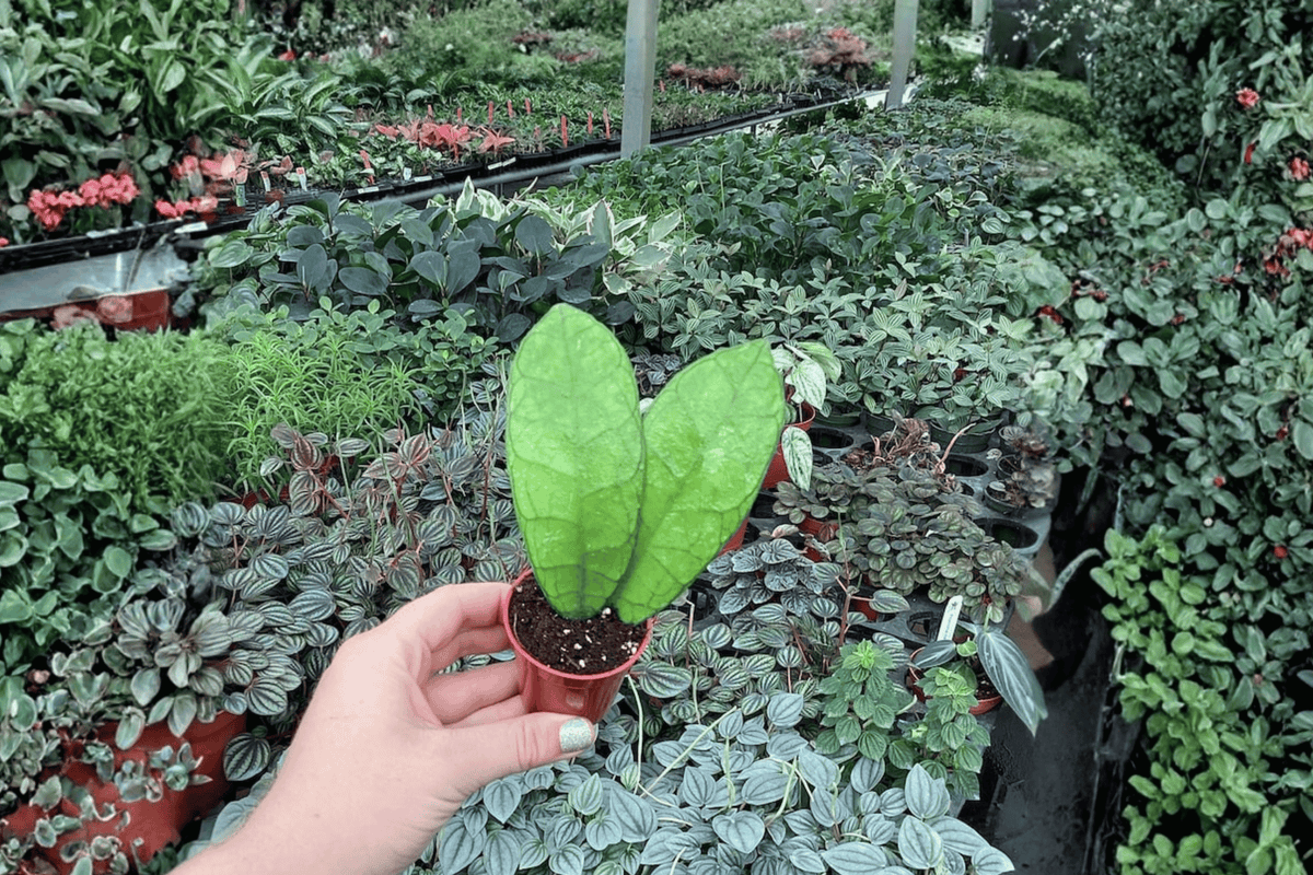 Hoya Callistophylla - 2 Live Starter Plants in 2-Inch Nursery Size