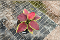 Aglaonema Pink Emerald Live Plant - Starter Cutting, Indoor Houseplant