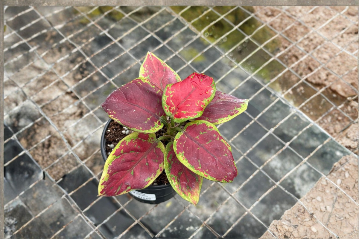Aglaonema Pink Emerald Live Plant - Starter Cutting, Indoor Houseplant