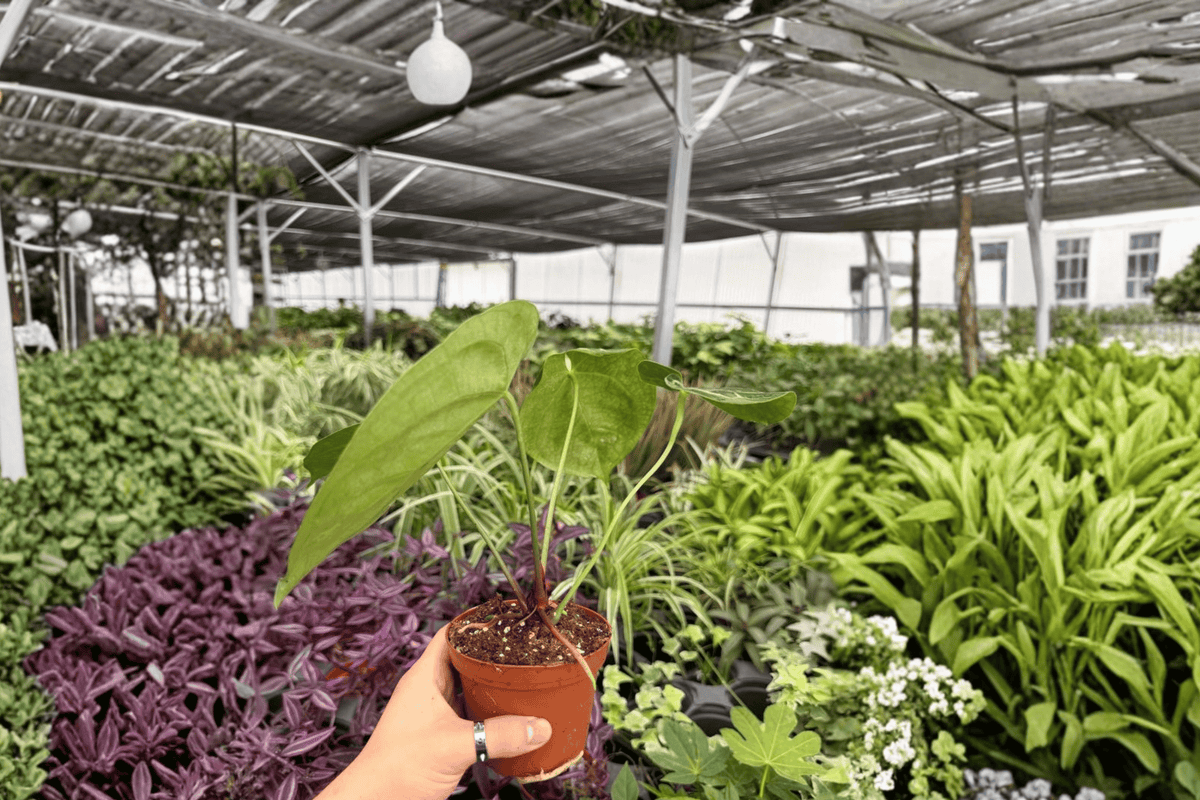 Anthurium Dorayaki x Papi Live Plants (2) in 4-Inch Pots