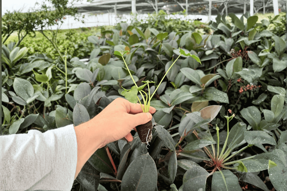 Alocasia Triangularis - 2 Live Starter Plants (Unrooted) Exact Plants Pictured