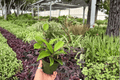 Hoya Jade 2 Live Plants in 4-Inch Pots | Hoya Jade