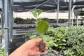 Marble Green Peperomia Starter Plants (2) - Variegated Peperomia albomarginata