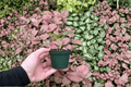 Anthurium brownii - 2 Live Starter Plants, 2-Inch Starter Format, Tray-Grown