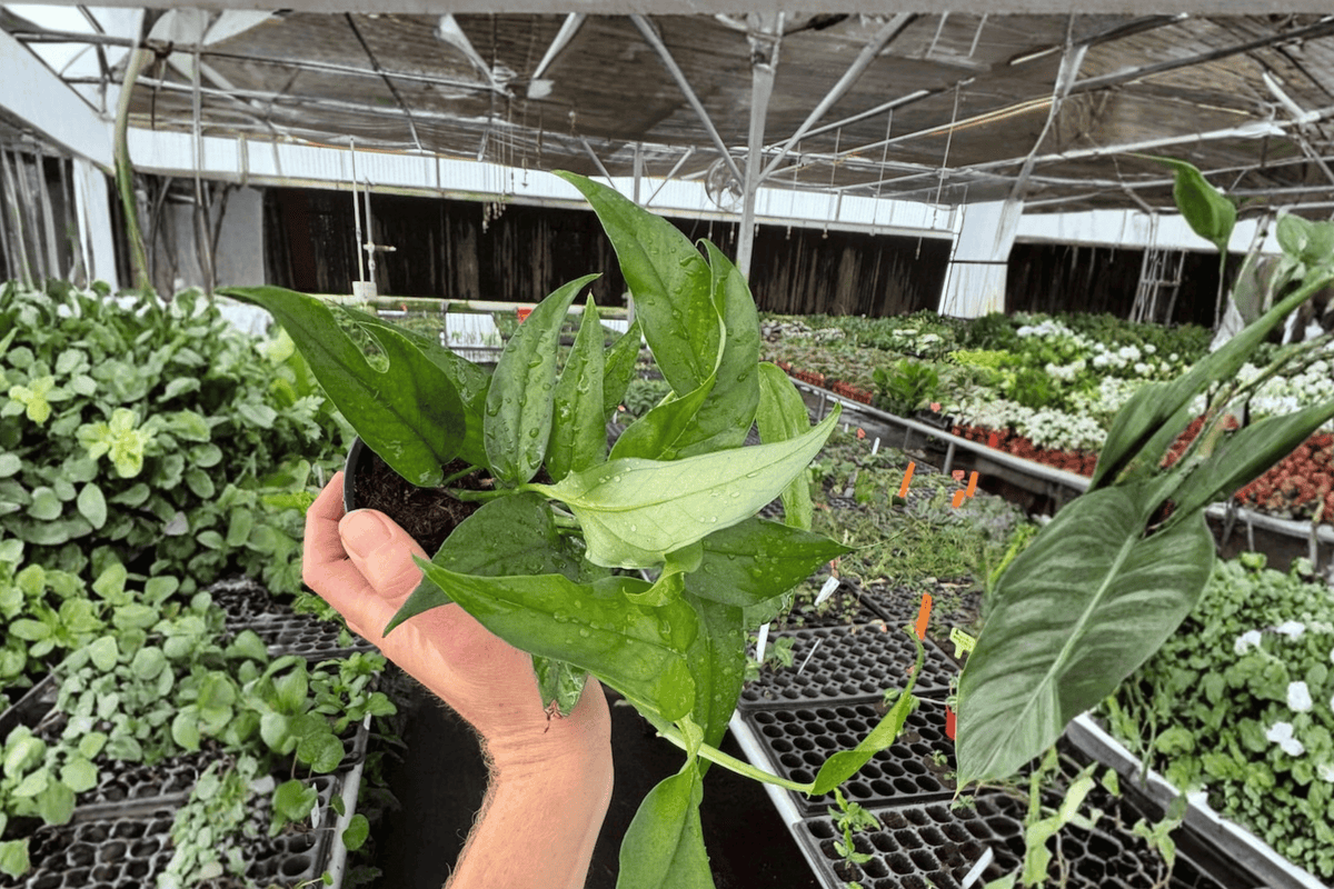 Epipremnum pinnatum 'Baltic Blue' Live Plants (2) in 4-Inch Pots – Indoor Tropical Vine